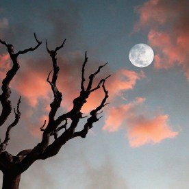 october full moon with dried out tree