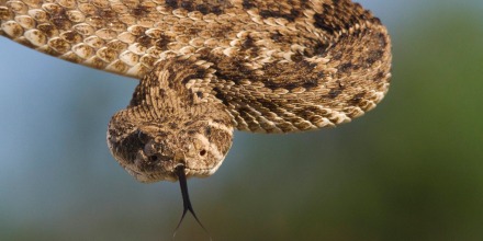 Diamondback snake